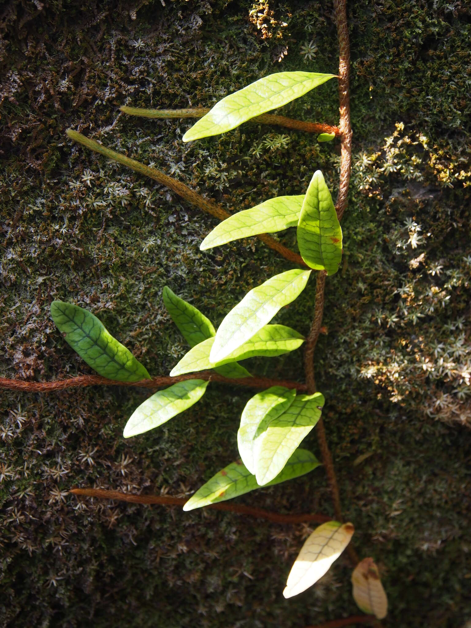 Microgramma lycopodioides (L.) Copel. resmi