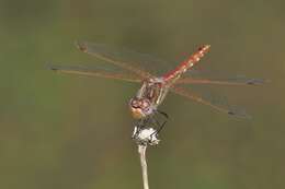 Image of Variegated Meadowhawk