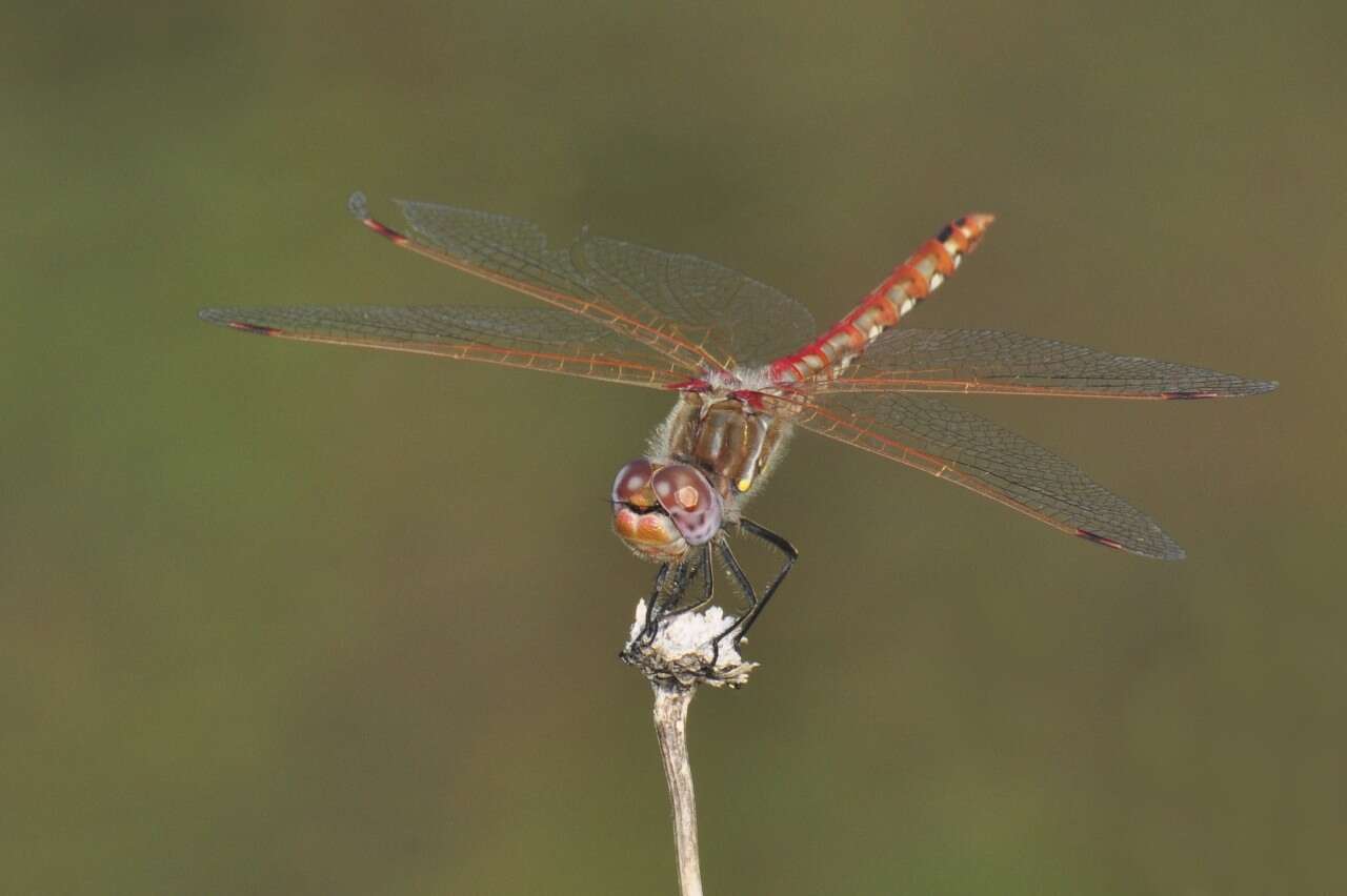 Image of Variegated Meadowhawk