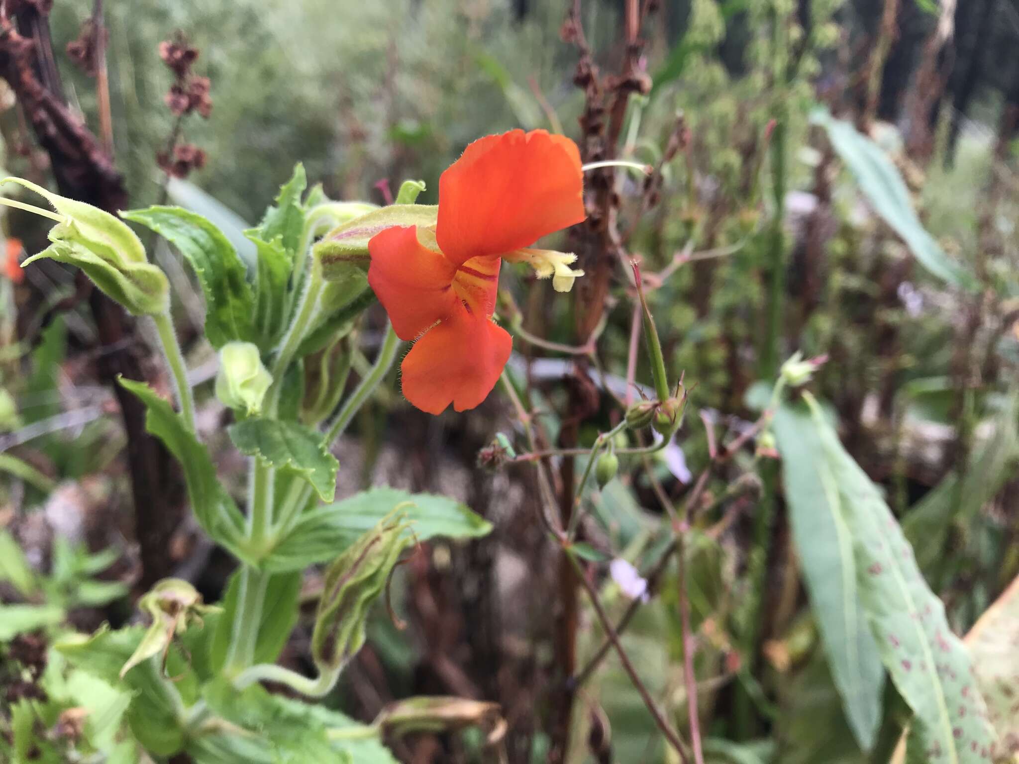 Erythranthe cinnabarina G. L. Nesom resmi