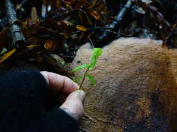 Image of Kauri greenhood