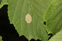 Image de Phyllonorycter coryli (Nicelli 1851)