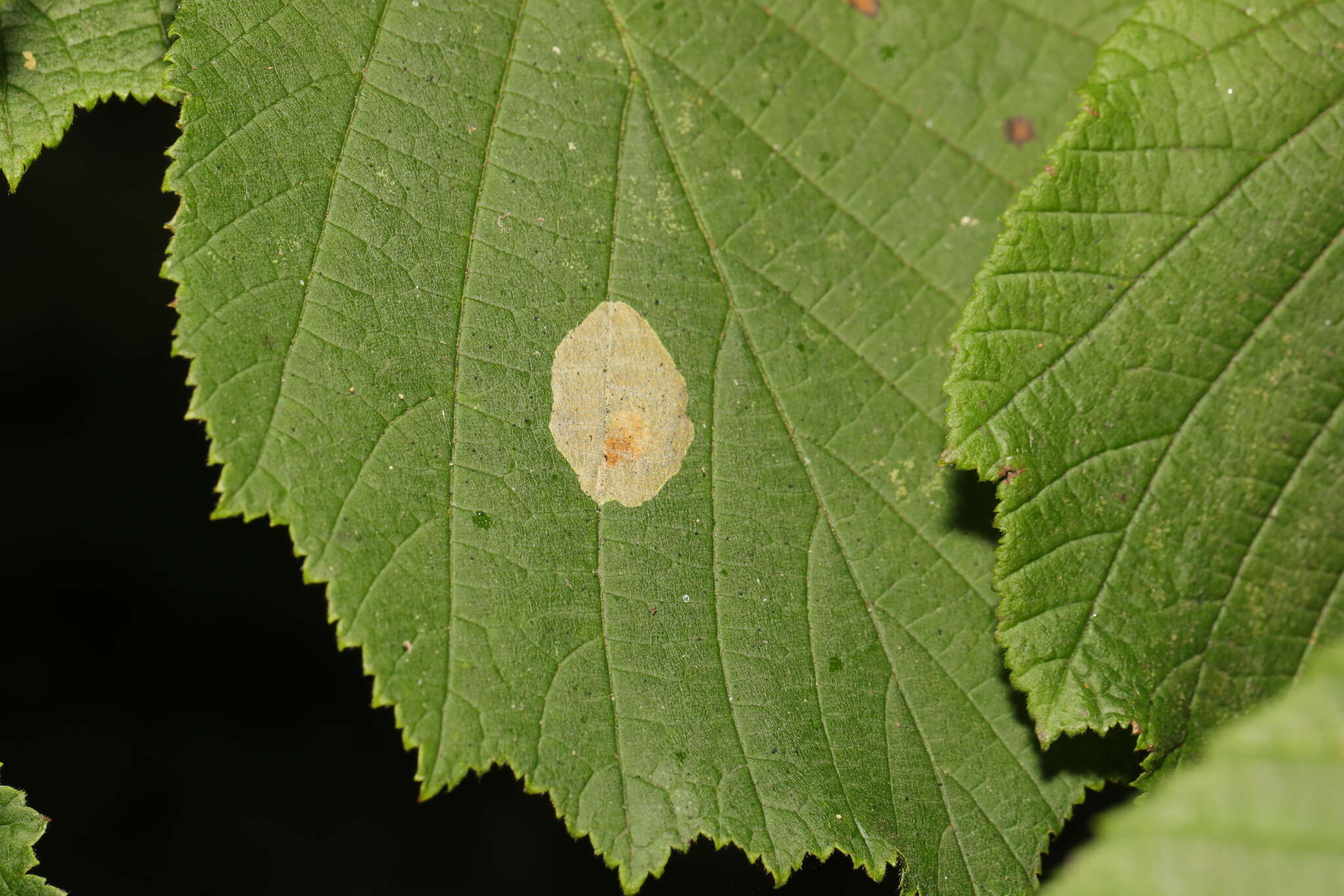 Image de Phyllonorycter coryli (Nicelli 1851)