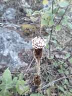 Plancia ëd Acourtia tenoriensis B. L. Turner