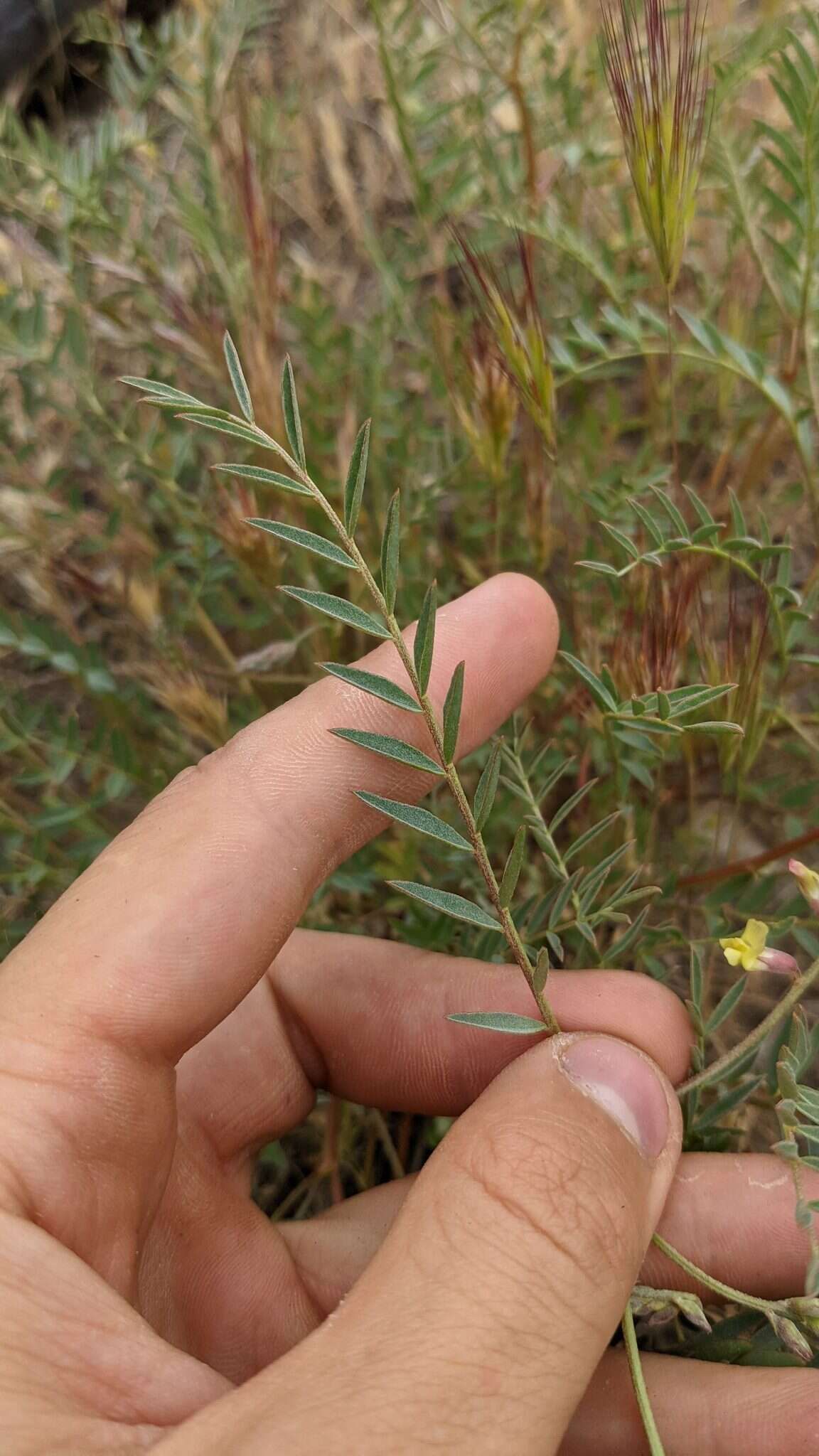 Image of Salinas milkvetch