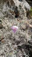 Imagem de Gladiolus taubertianus Schltr.