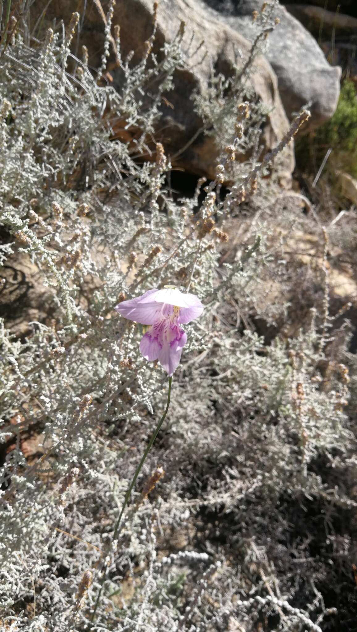 Imagem de Gladiolus taubertianus Schltr.