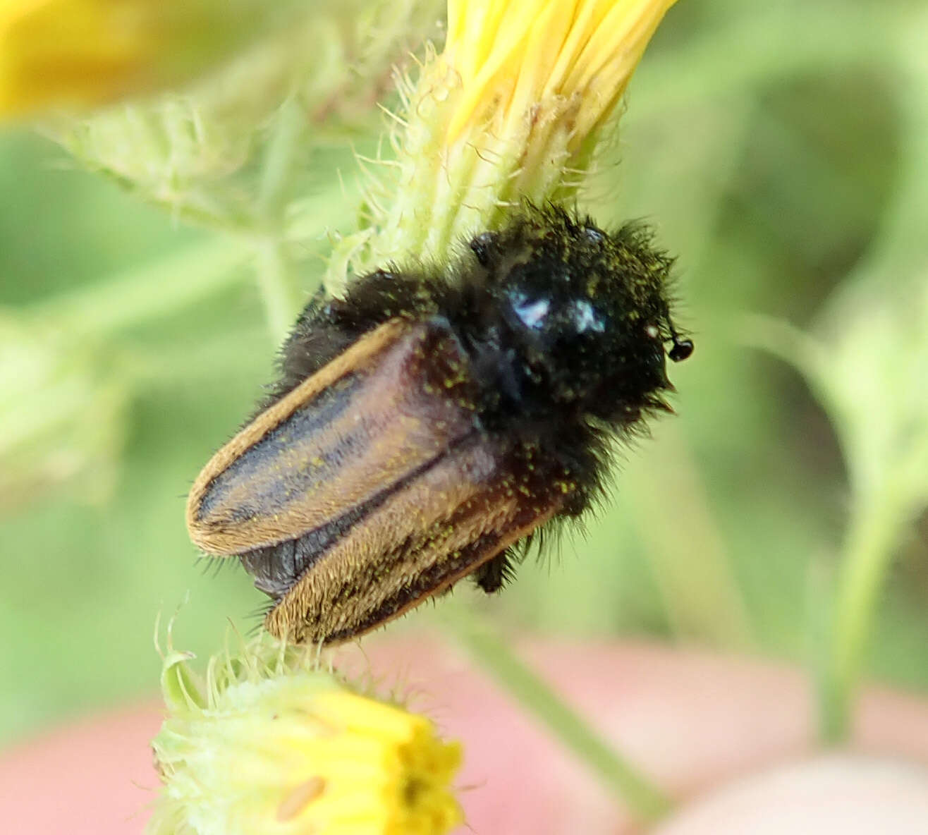 صورة Eulasia (Trichopleurus) vittata (Fabricius 1775)