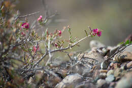 Imagem de Collinosalsola laricifolia (Turcz. ex Litv.)