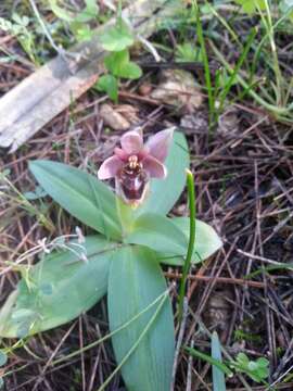 Image of Ophrys sommieri E. G. Camus ex Cortesi