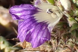 Image de Acanthopsis dispermoides H. M. Steyn