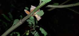 Image of Boettger's Colombian Treefrog