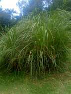 Cortaderia nitida (Kunth) Pilg.的圖片