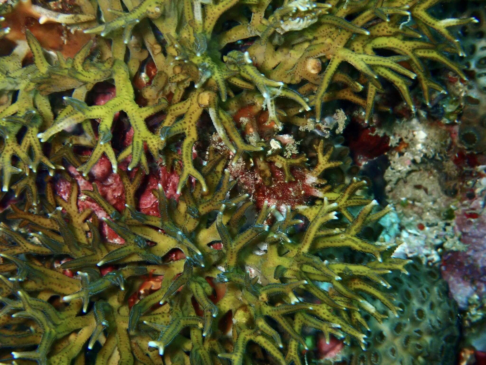 Image of Thin Birdsnest Coral