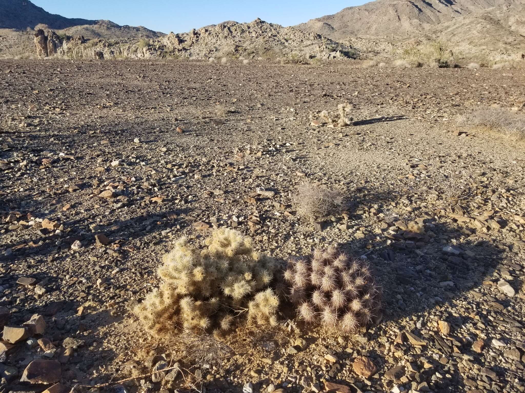 Image of <i>Cylindropuntia chuckwallensis</i>