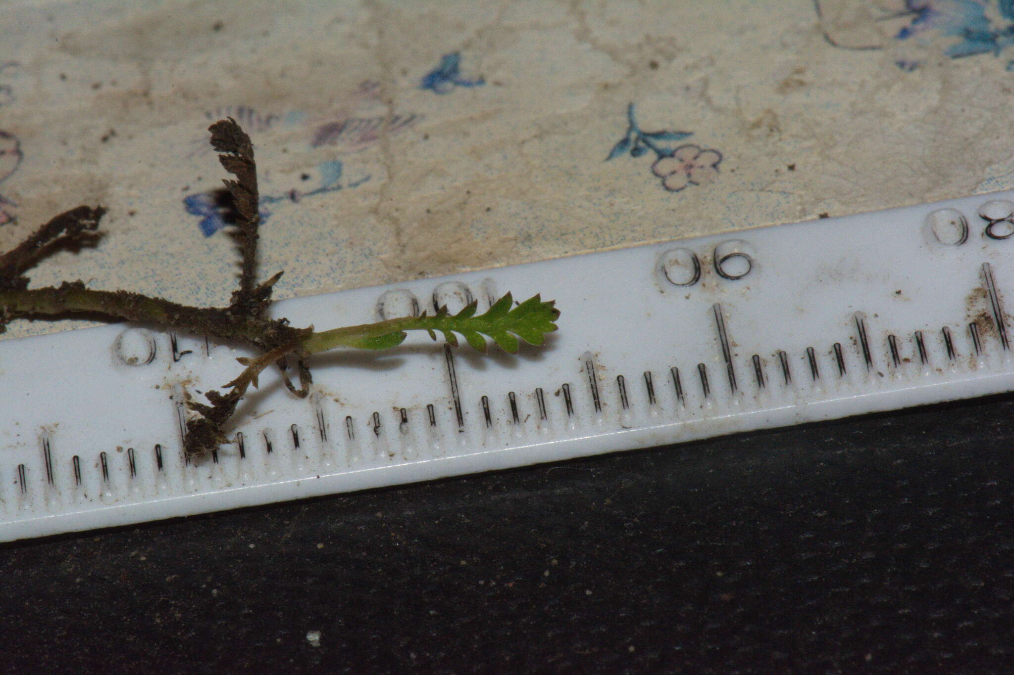 Image of Leptinella dispersa subsp. rupestris (D. Lloyd) D. G. Lloyd & C. J. Webb