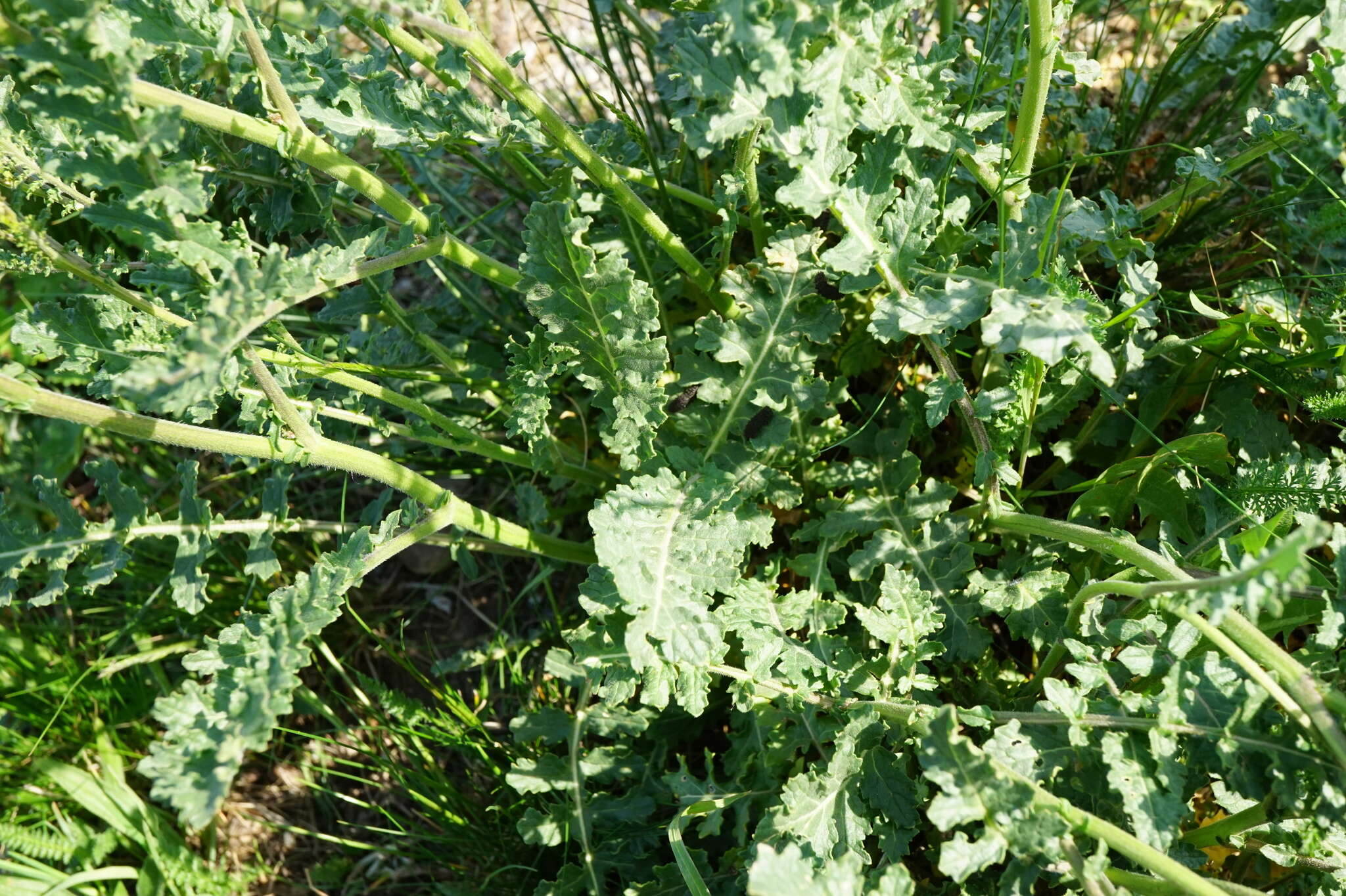 Image of Erucastrum nasturtiifolium (Poir.) O. E. Schulz