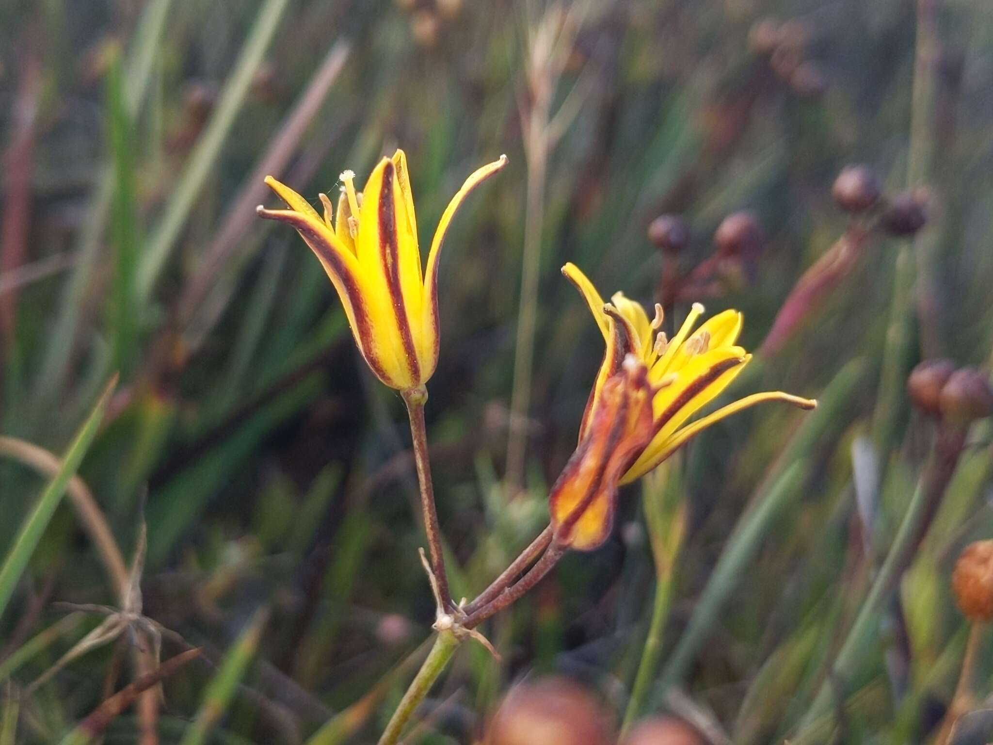 Image of dwarf goldenstar