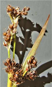 Imagem de Luzula cascadensis Zika