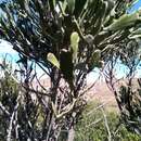 Image of Euphorbia xylophylloides Brongn. ex Lem.