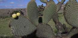 Image of Arborescent Pricklypear