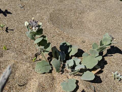 Image of beach shieldpod