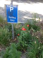 Image of corn poppy