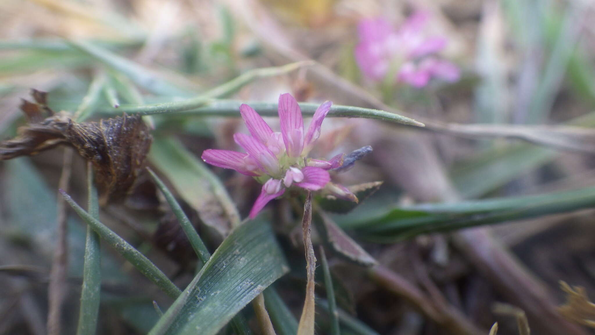 Imagem de Trifolium resupinatum var. resupinatum