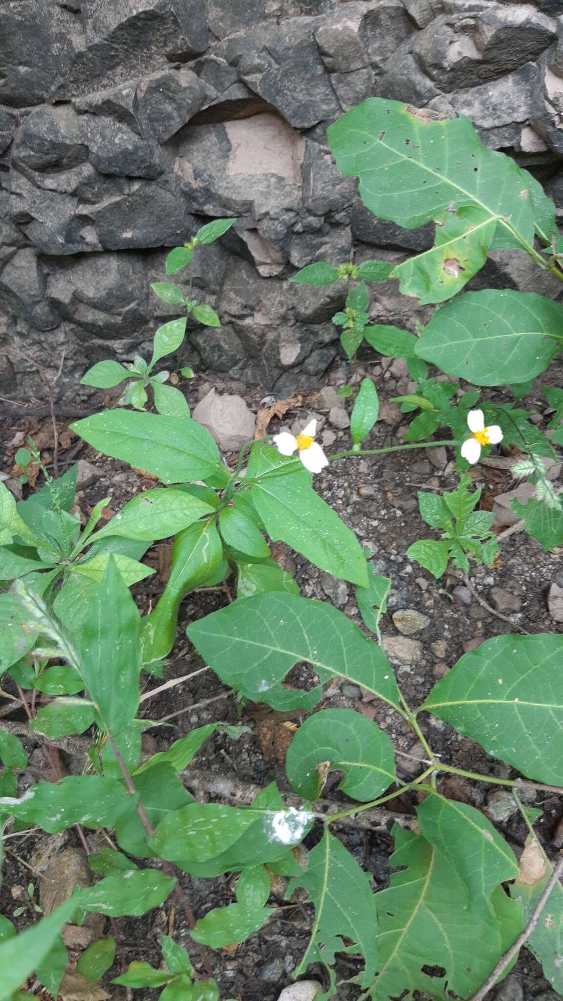 Imagem de Tridax tenuifolia J. N. Rose