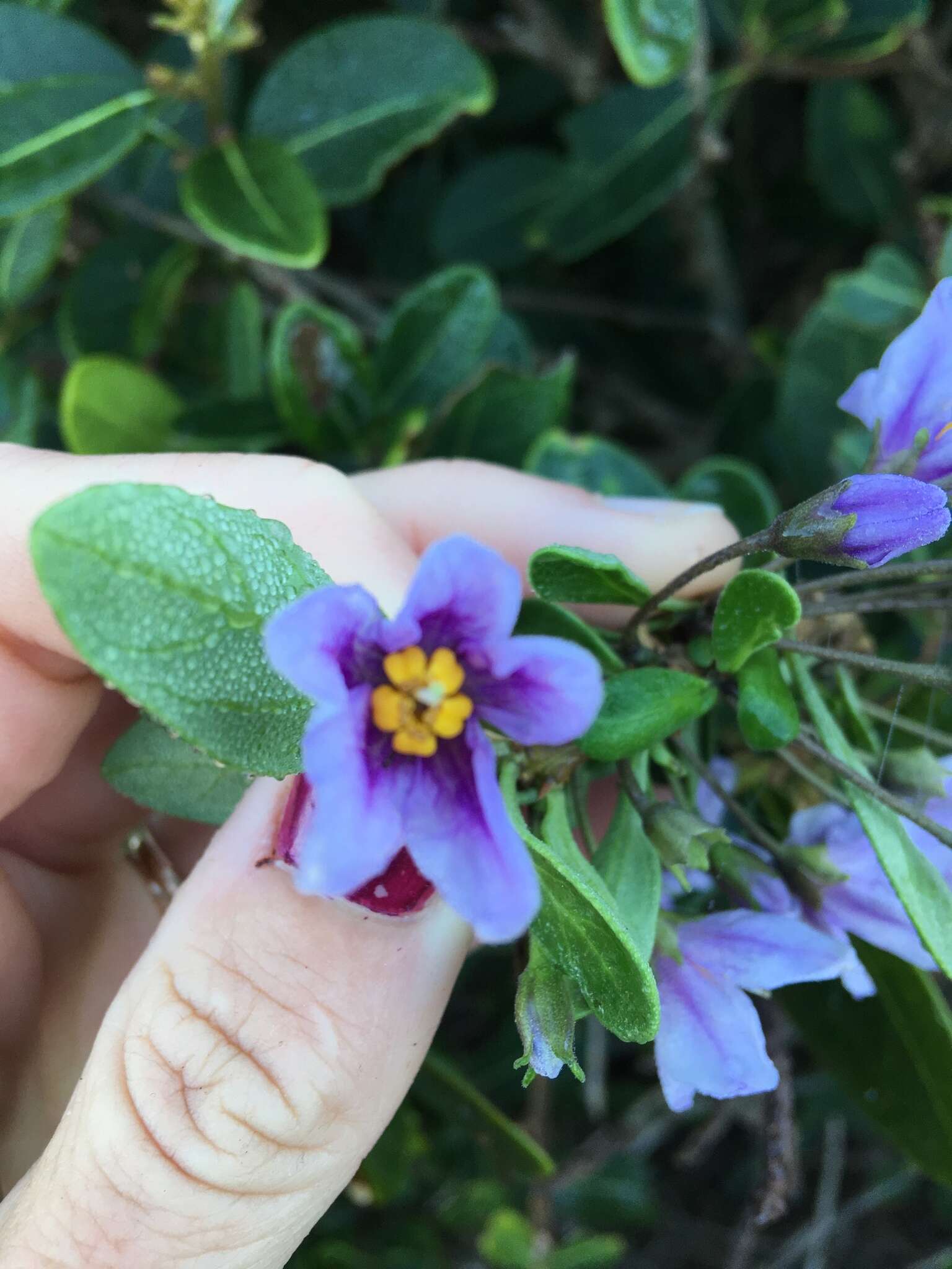 Image of Solanum guineense