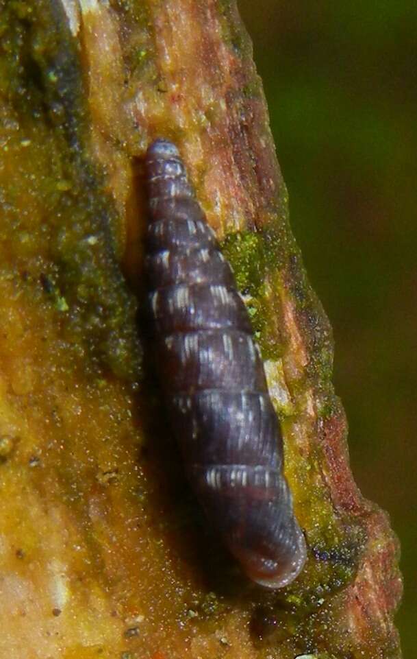 Image of two-toothed door snail