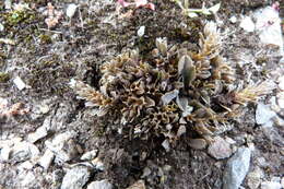 Image of Myosotis glauca (G. Simpson & J. S. Thomson) de Lange & Barkla