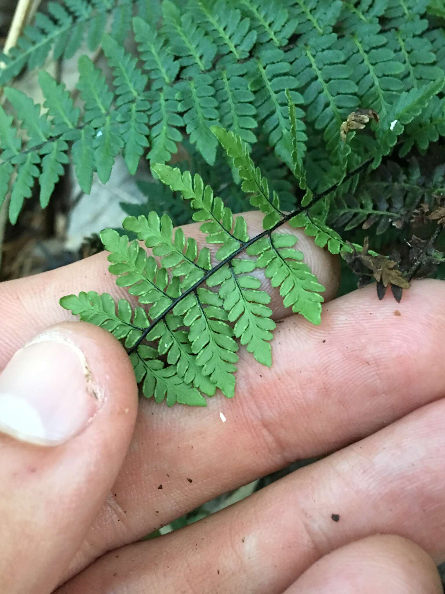 Myriopteris alabamensis (Buckley) Grusz & Windham resmi