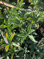 Image of Cobb Mountain lupine