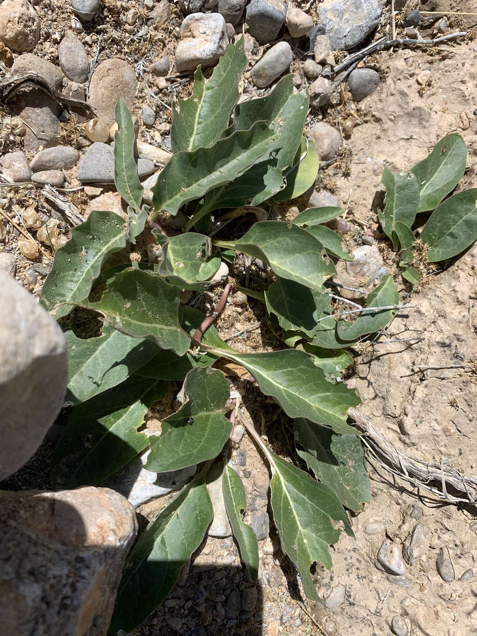 Image of Mojave milkweed