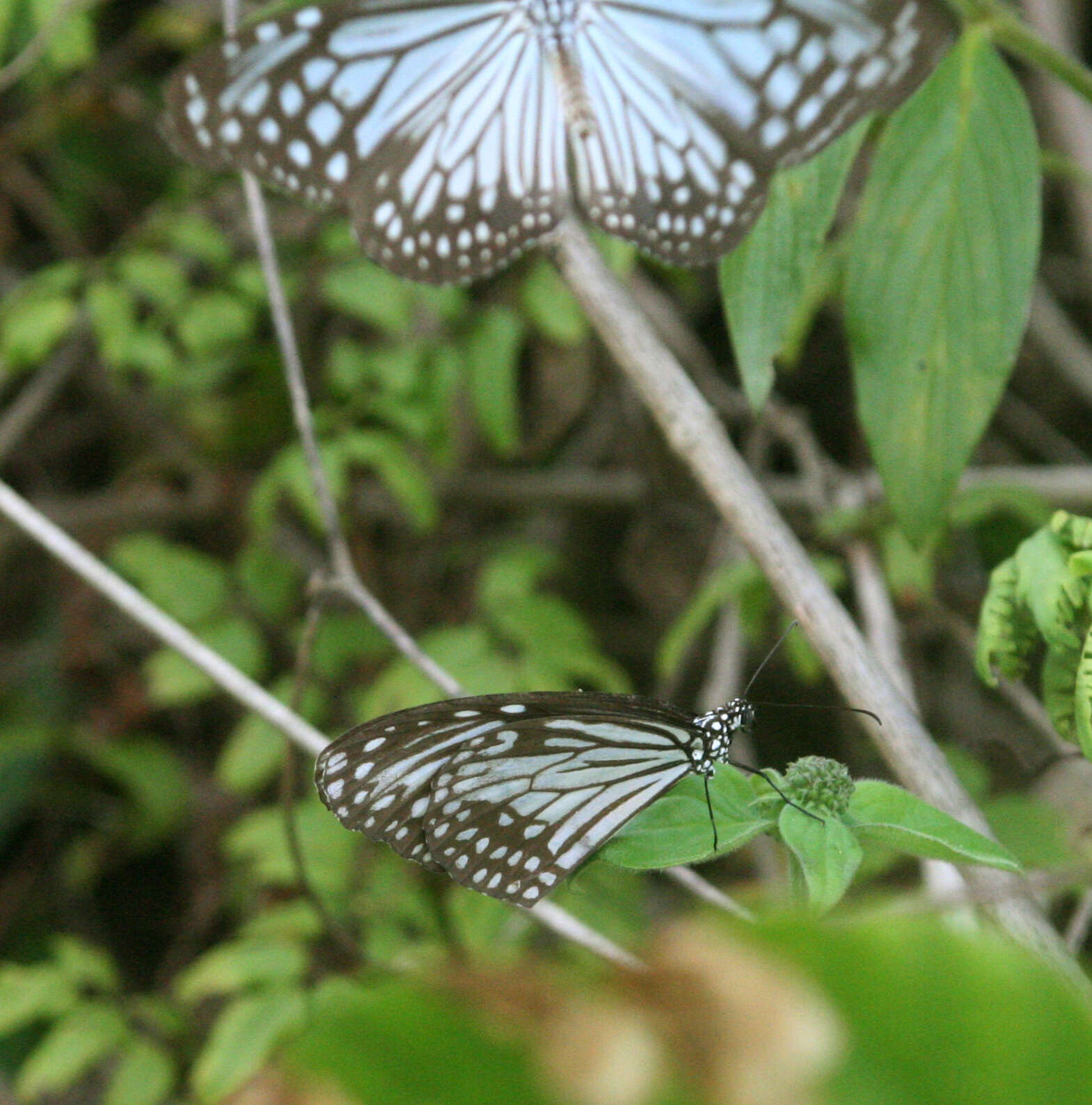 Parantica aglea melanoides resmi