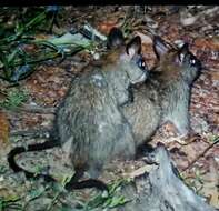 Image of Black-footed Mesembriomys