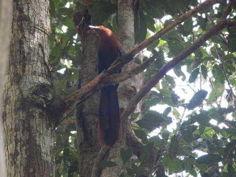 Image of Chestnut-breasted Malkoha