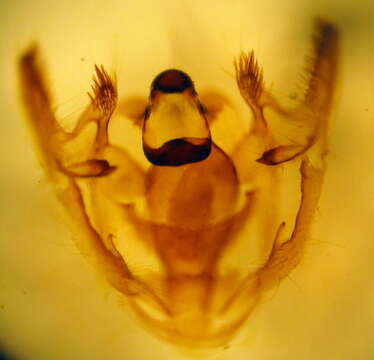 Image of Crocus Geometer Moth