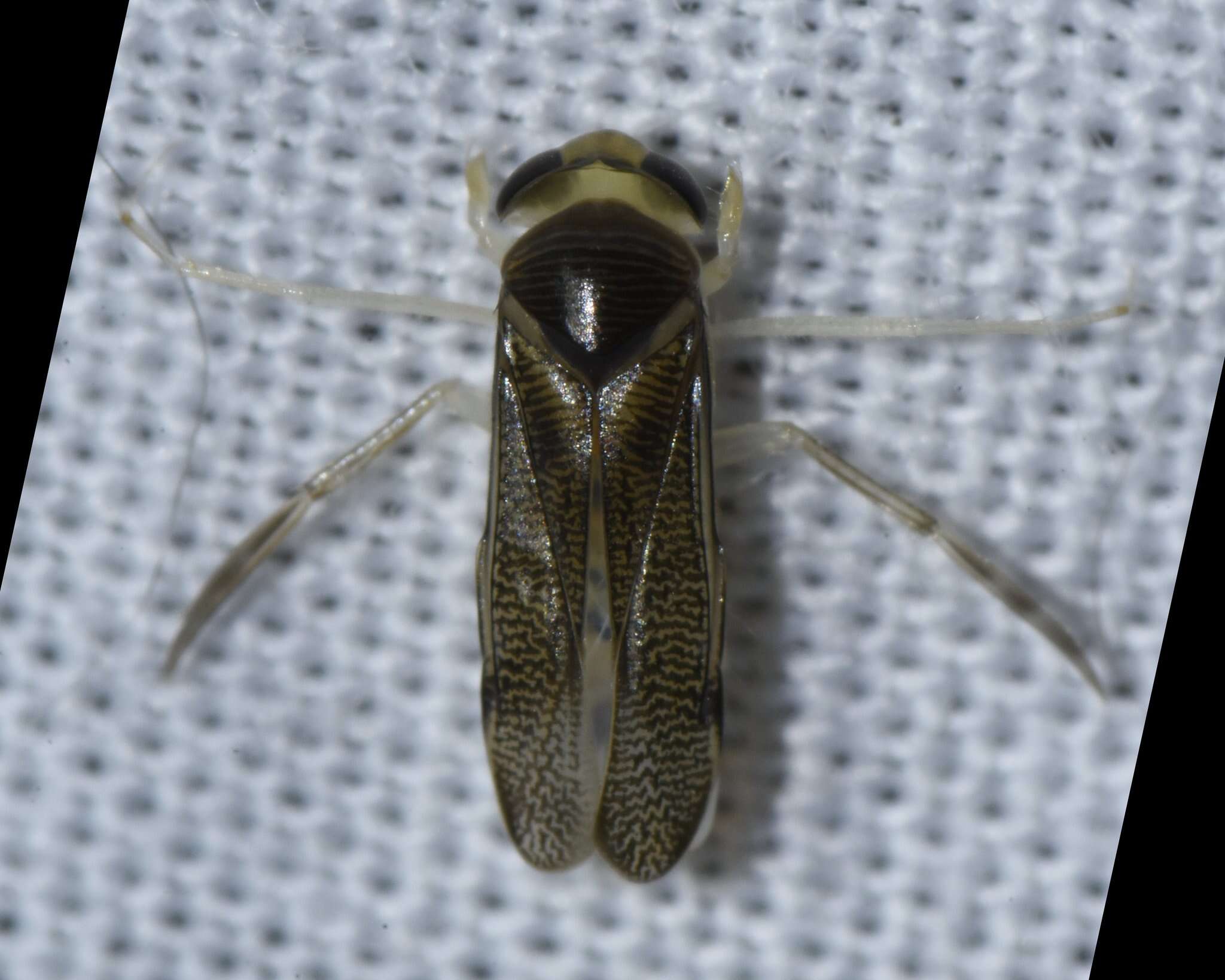 Image of marine water boatman