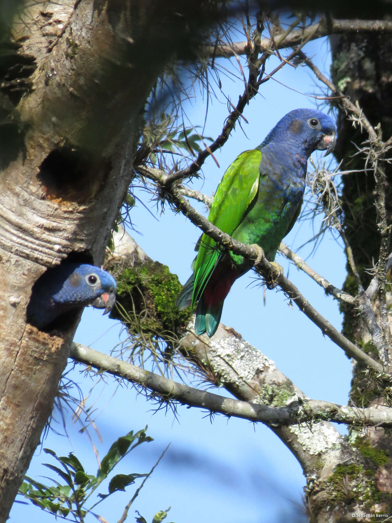 Image of Blue-headed Parrot