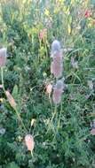 Image of Hare's-foot Plantain