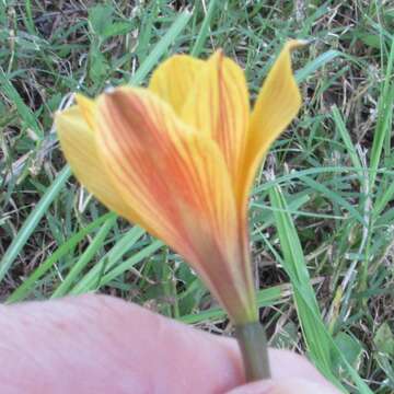 Imagem de Zephyranthes puertoricensis Traub