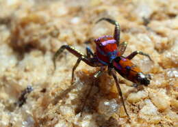 Image of Chrysilla volupe (Karsch 1879)