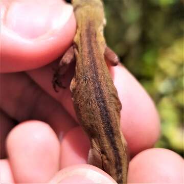 Image of Blemished Anole