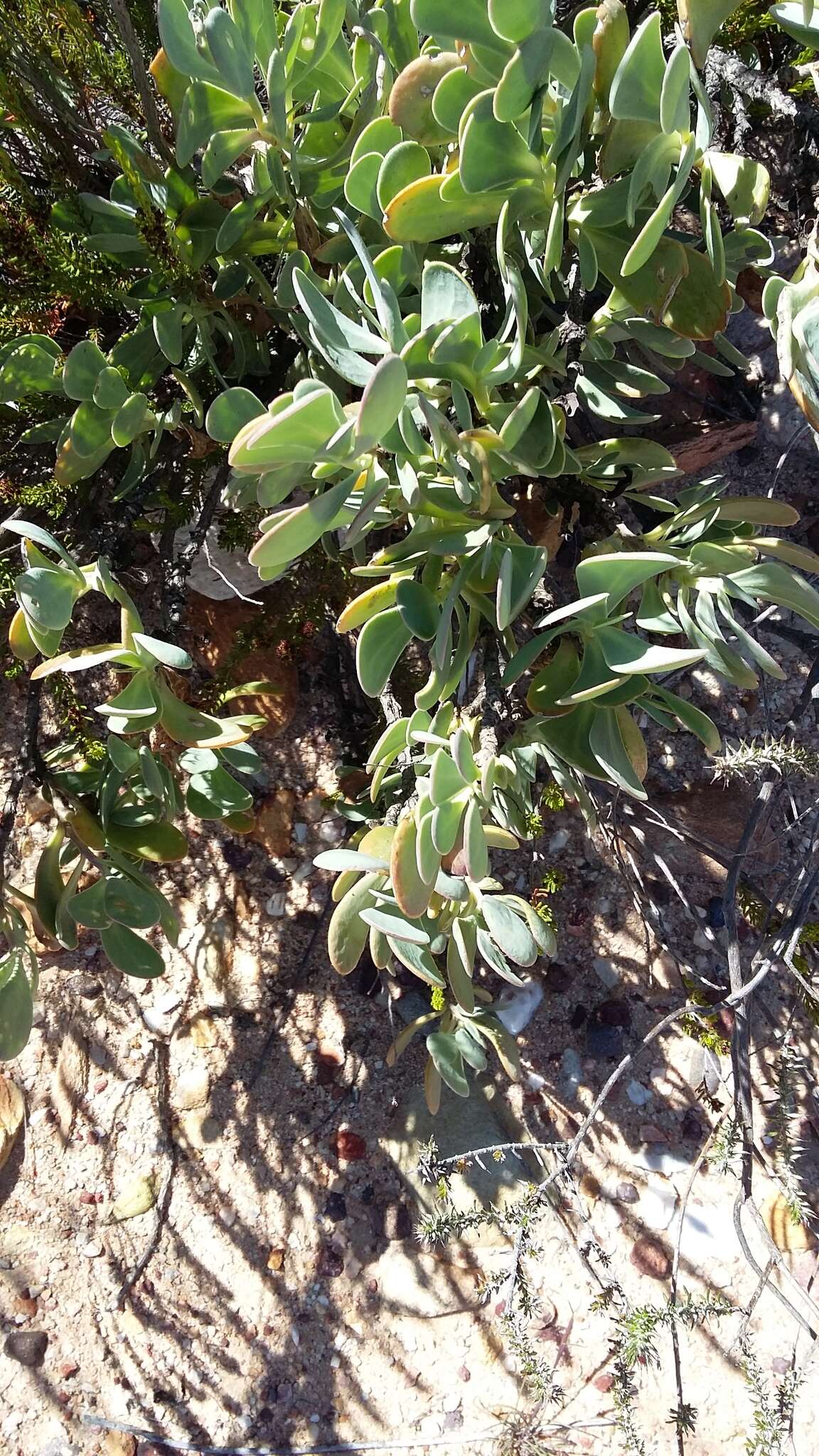 Image of Hertia alata (L. fil.) Kuntze