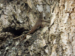 Image of Anolis ignigularis Mertens 1939