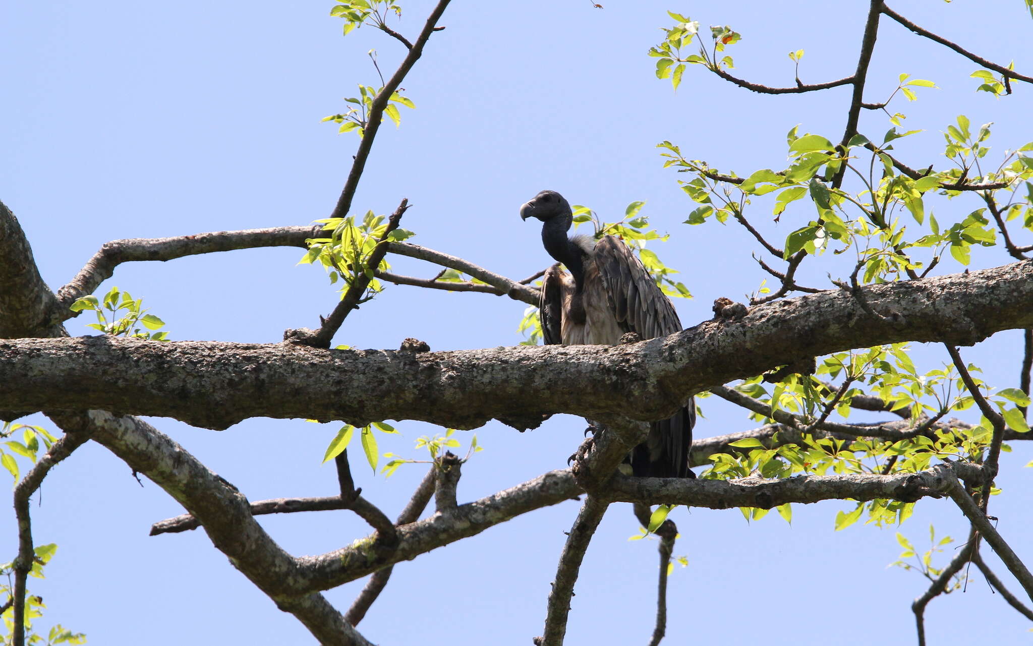 Image of Slender-billed Vulture