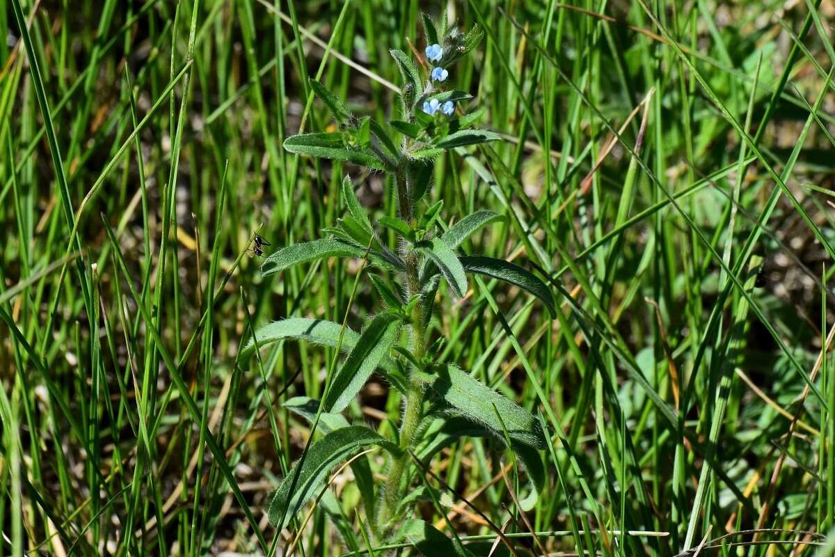 Image of European stickseed