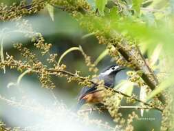 صورة Heterophasia auricularis (Swinhoe 1864)